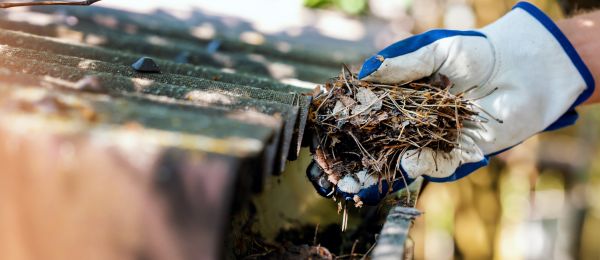 Pine Needle Gutter Cleaning in Fuquay Varina